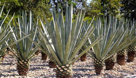 Plant in tequila. Things To Know About Plant in tequila. 